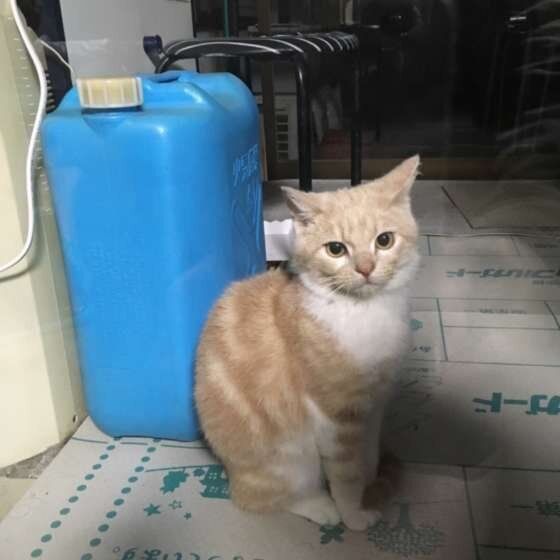 見つめる猫