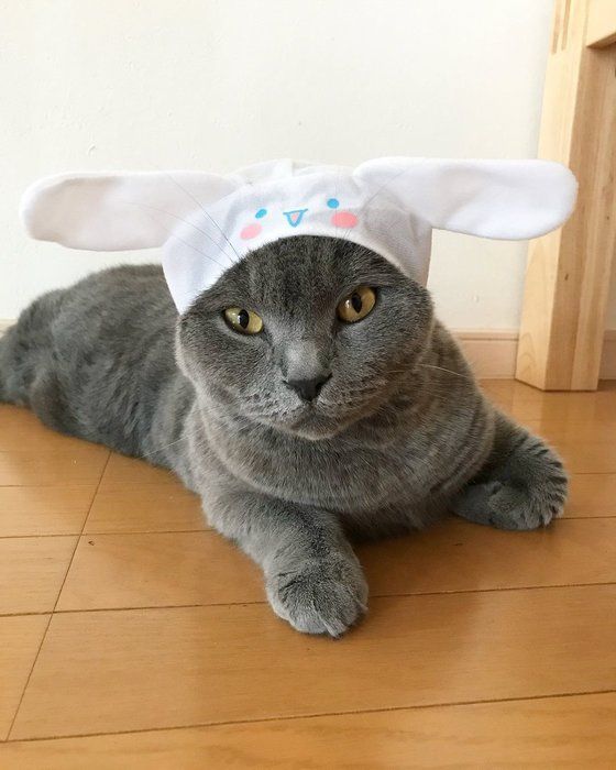 シナモロールのかぶりものをかぶったぐりくん