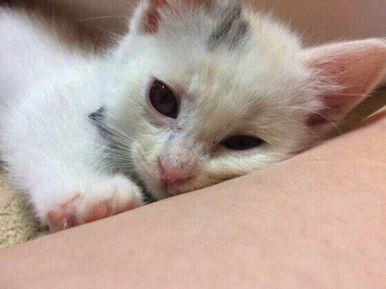 甘える猫