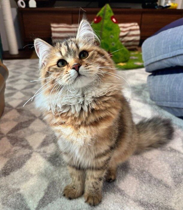 見つめるリーンちゃん