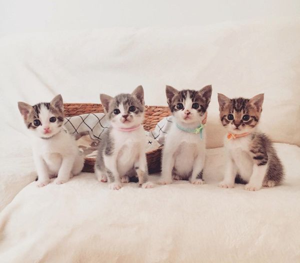 すくすく成長する猫4兄妹