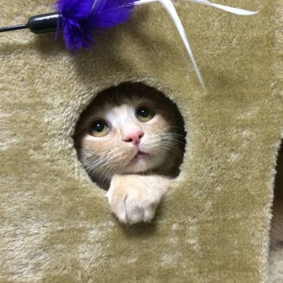 茶トラ 元就くん