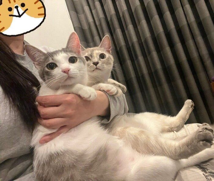 2匹の抱っこされている猫