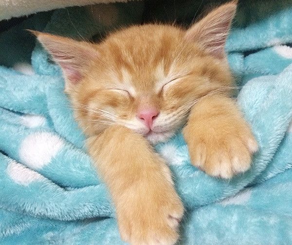 眠る猫