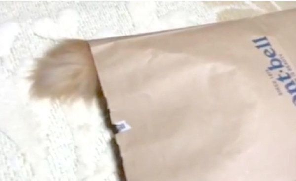 紙袋で遊ぶペルシャ
