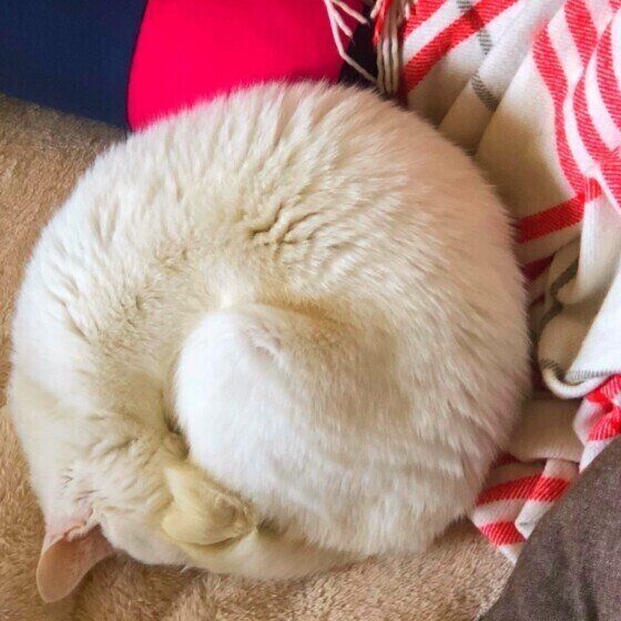 アンモニャイトする猫(MIX、メス)