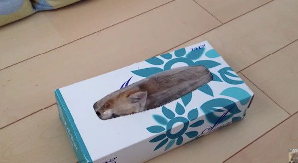 箱に隠れる猫