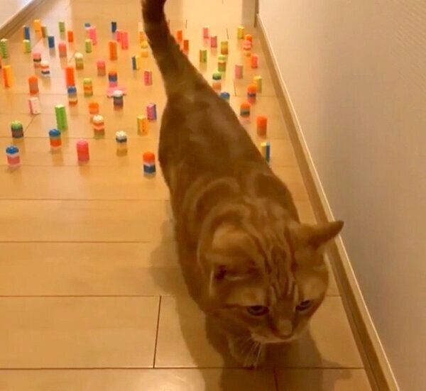 ブロックを倒してしまった茶太郎くん