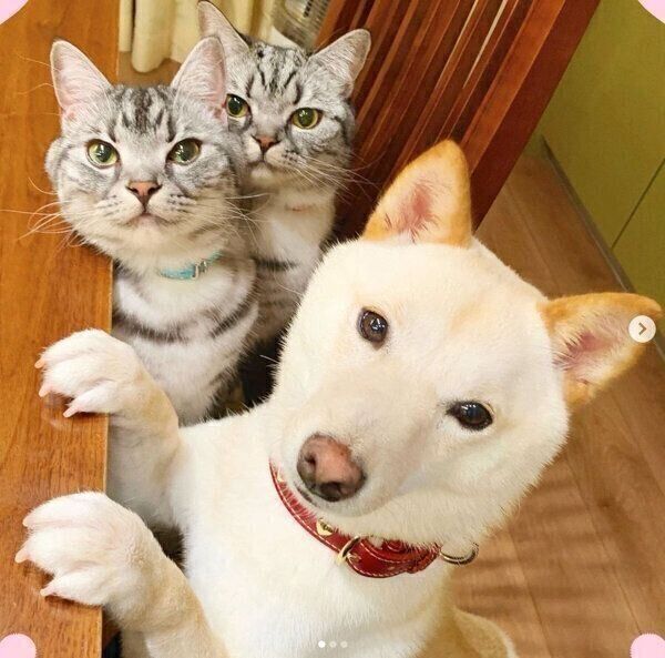 カメラ目線をキメるあずきちゃん、むぎちゃん、あんずちゃん