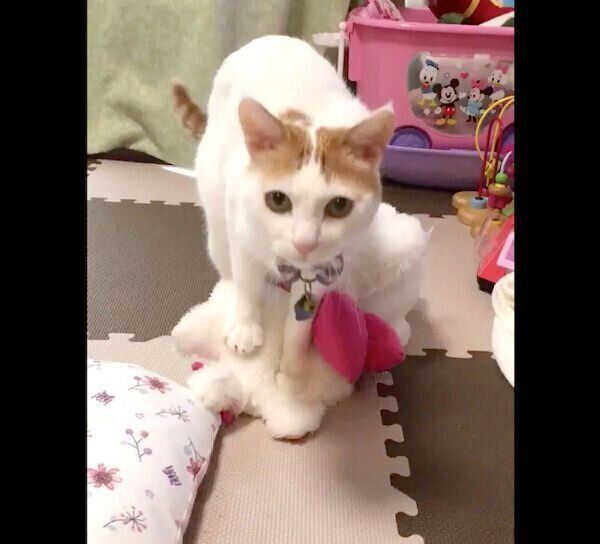 ぬいぐるみにふみふみするむぎちゃん