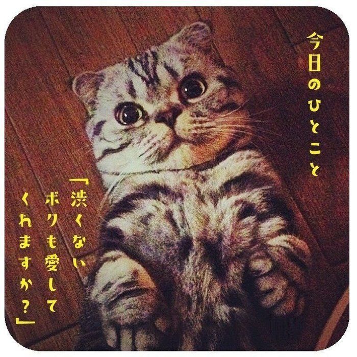 @tacos_cat