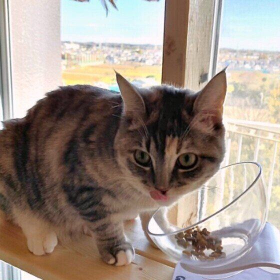 窓辺でゴハンを食べる猫