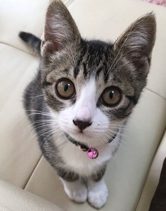 お迎え当時のハチミツちゃん