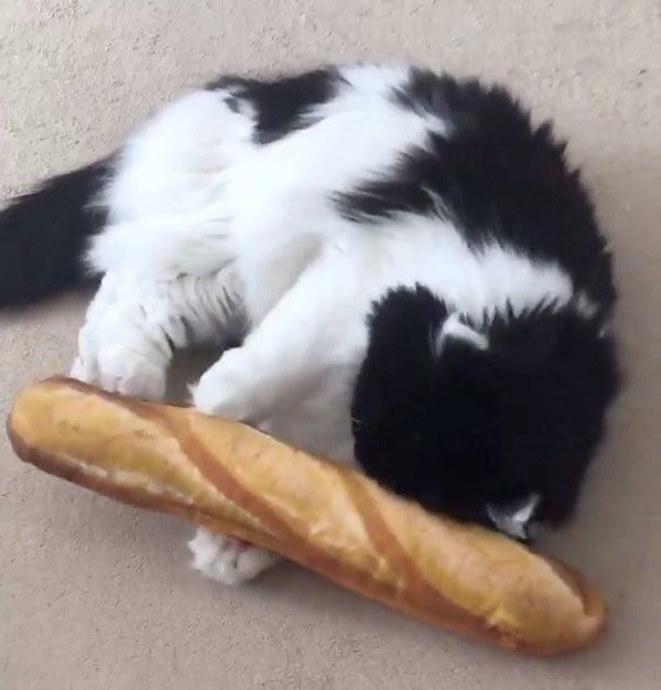 ケリケリが苦手な猫