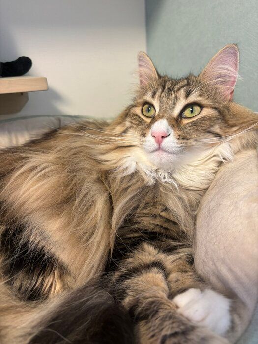くつろいでいるノルウェージャンフォレストキャット