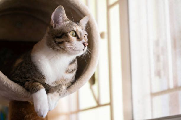 猫の木やコンドミニアムに座っているクローズアップショートヘア猫