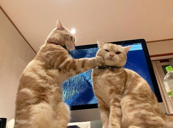 もこちゃんの顔を触るらぺちゃん