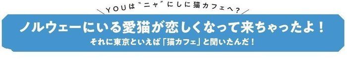 画像/ねこのきもち2018年11月号