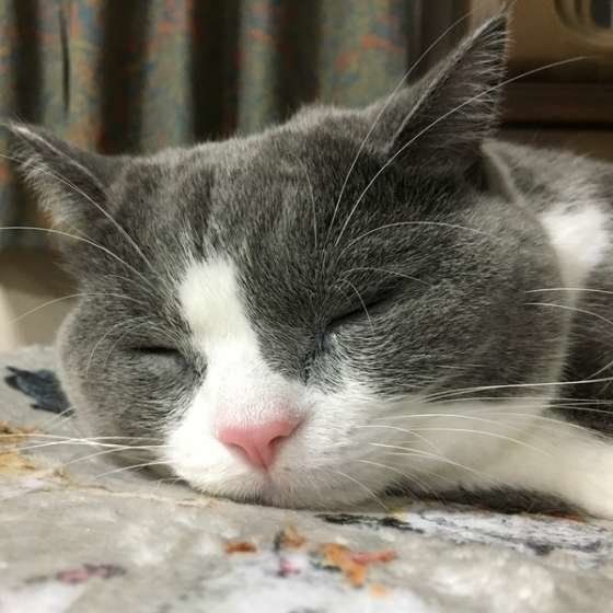 ぐっすり眠るブリティッシュショートヘア