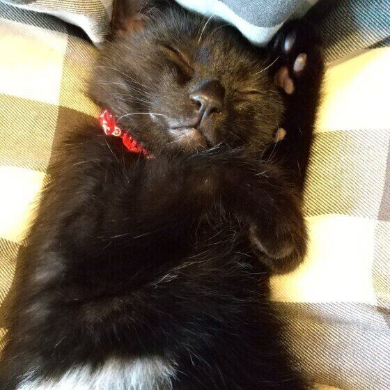 眠る猫