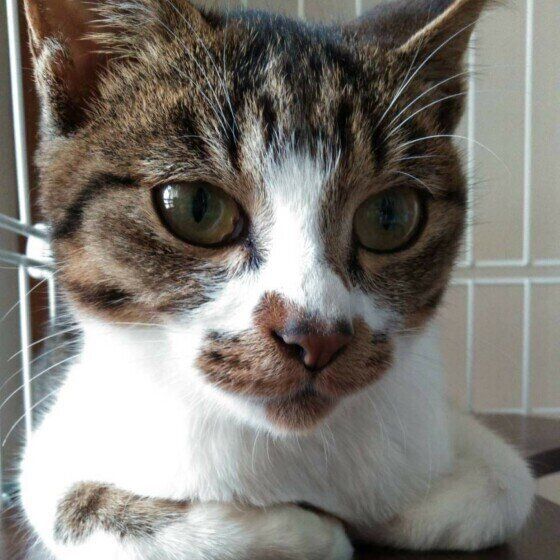 キジトラ