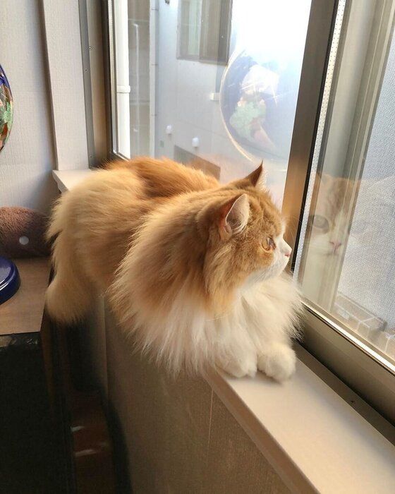 窓際でくつろぐ猫(ラガマフィン、オス)