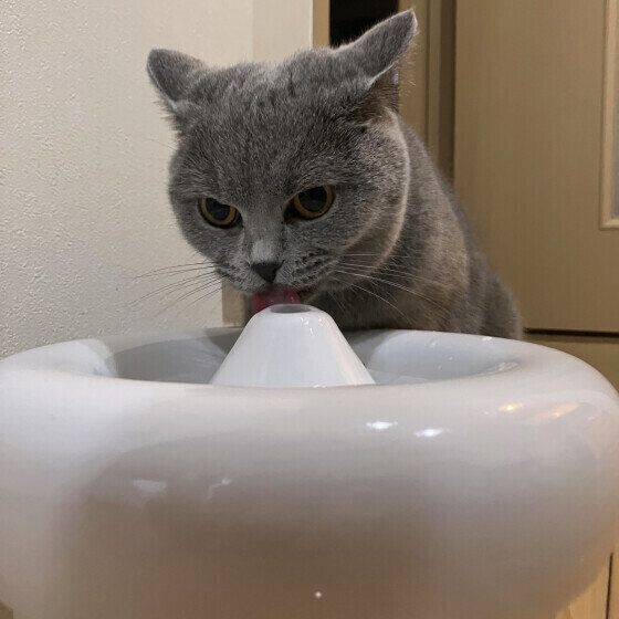 水を飲むブリティッシュショートヘア