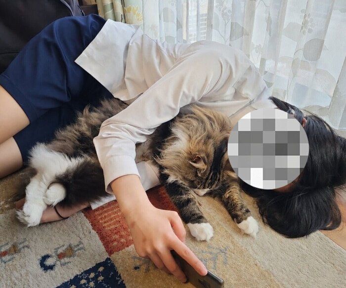 お子さんに甘えるノルウェージャンフォレストキャット