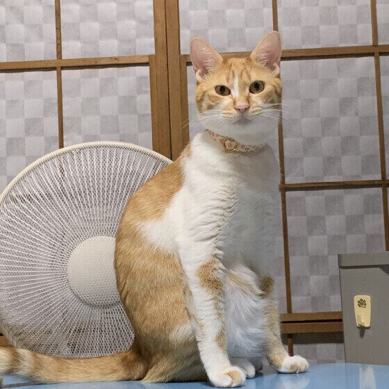 扇風機の前に座るももちゃん