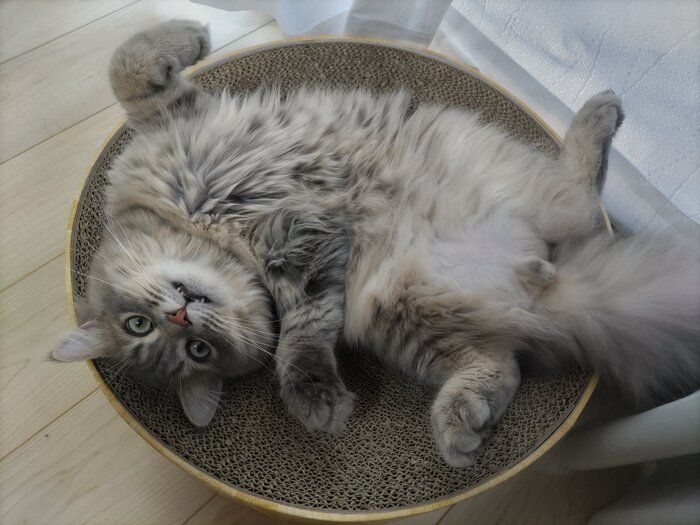 爪とぎの上で仰向けになるサイベリアン