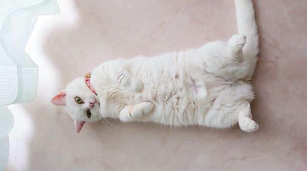 へそ天する猫