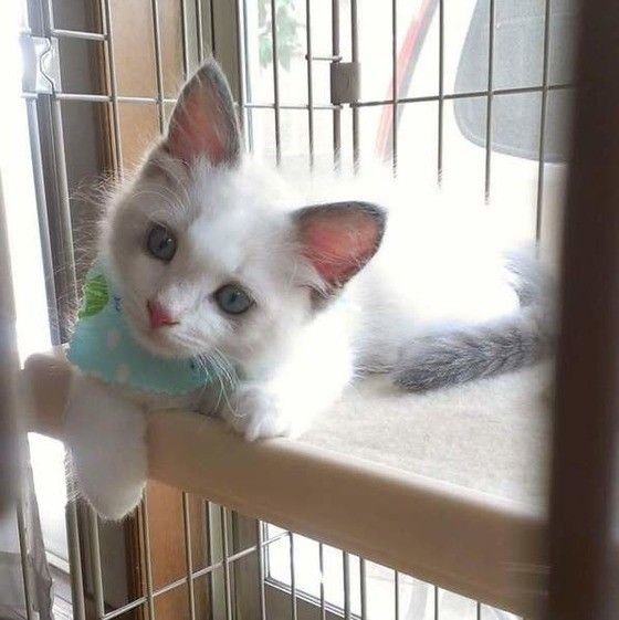 首をかしげる猫