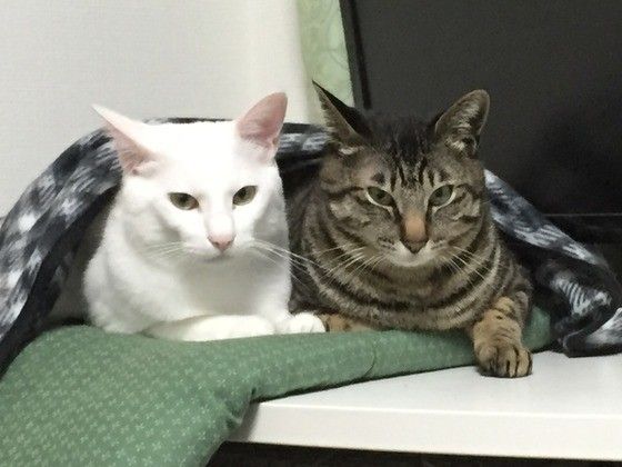 くつろぐ猫