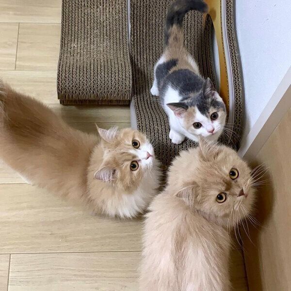 見つめるむぎちゃん、きぬちゃん、アラレちゃん