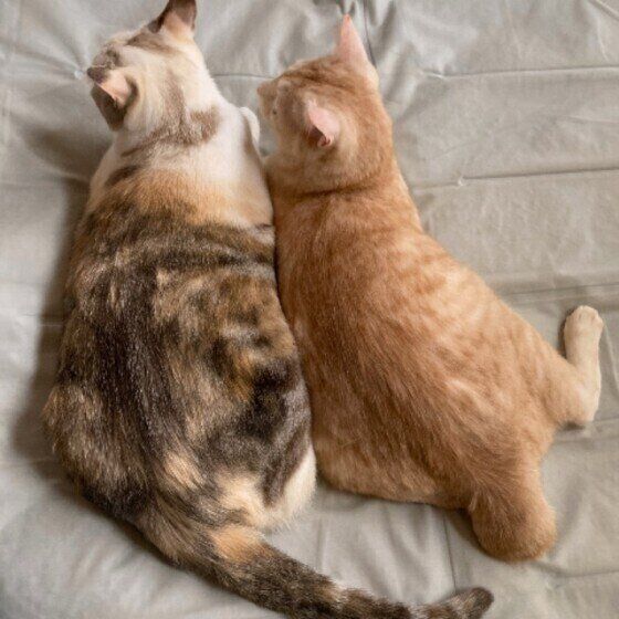 横たわる仲良しの猫(メス)