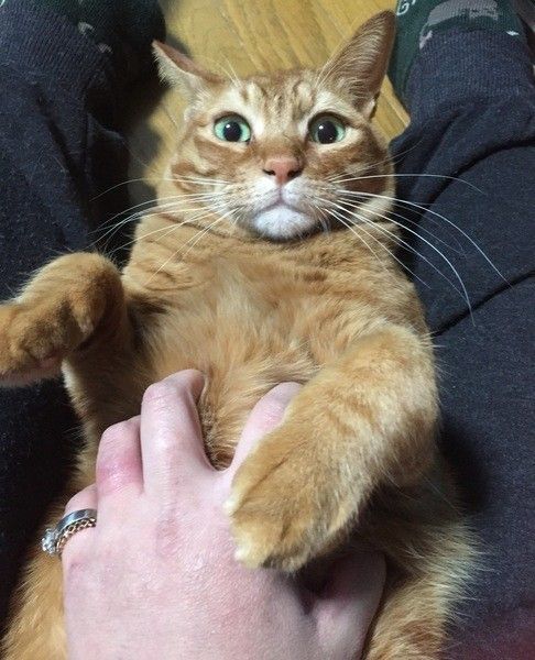 撫でられて嬉しいとら次郎くん♪