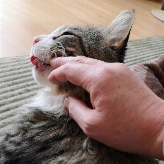スリスリするメインクーン