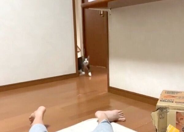 部屋の中をウロウロしていたオデコちゃん