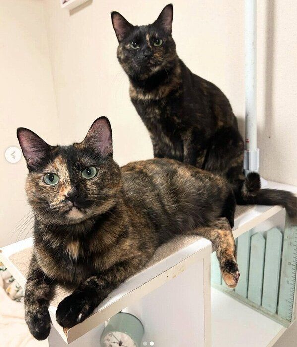 見つめるエルちゃん、ツヴェちゃん