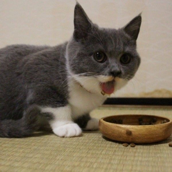 むしゃむしゃ食べてるブリティッシュショートヘア