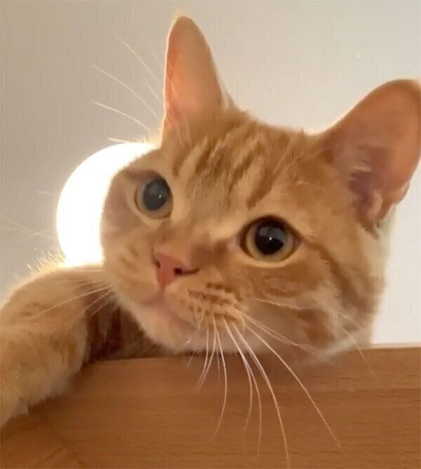 遊んでくれるうにちゃん