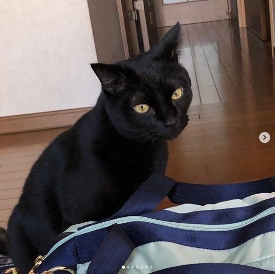 玄関で見送る猫