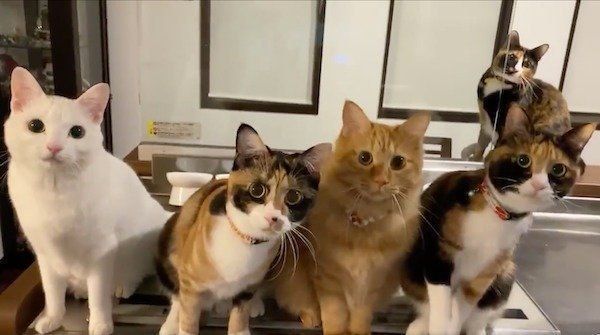おもちゃが隠されて困惑する猫たち