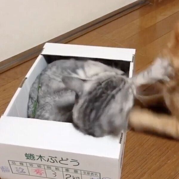 猫たちの箱を巡る仁義なき戦い