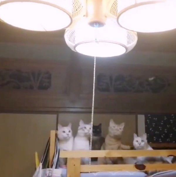 カメムシに興味津々な猫たち