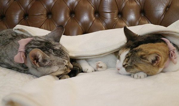 眠る猫