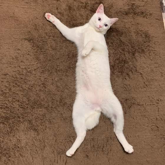 見事なへそ天♡こむぎくん