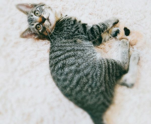 見つめる猫