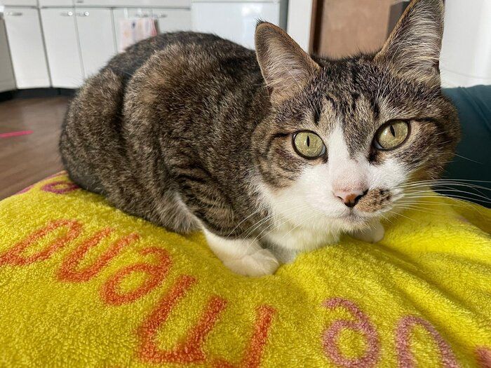 常に飼い主さんのそばにいるちいまくん