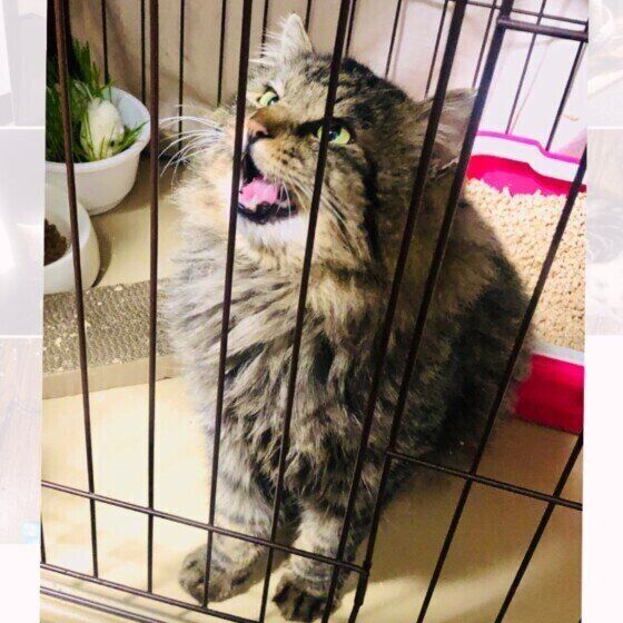 鳴いている猫